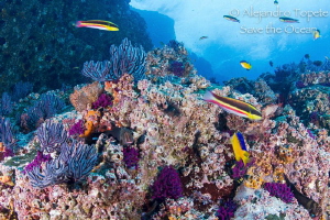 Cleaner Fish, Puerto Vallarta Mexico by Alejandro Topete 